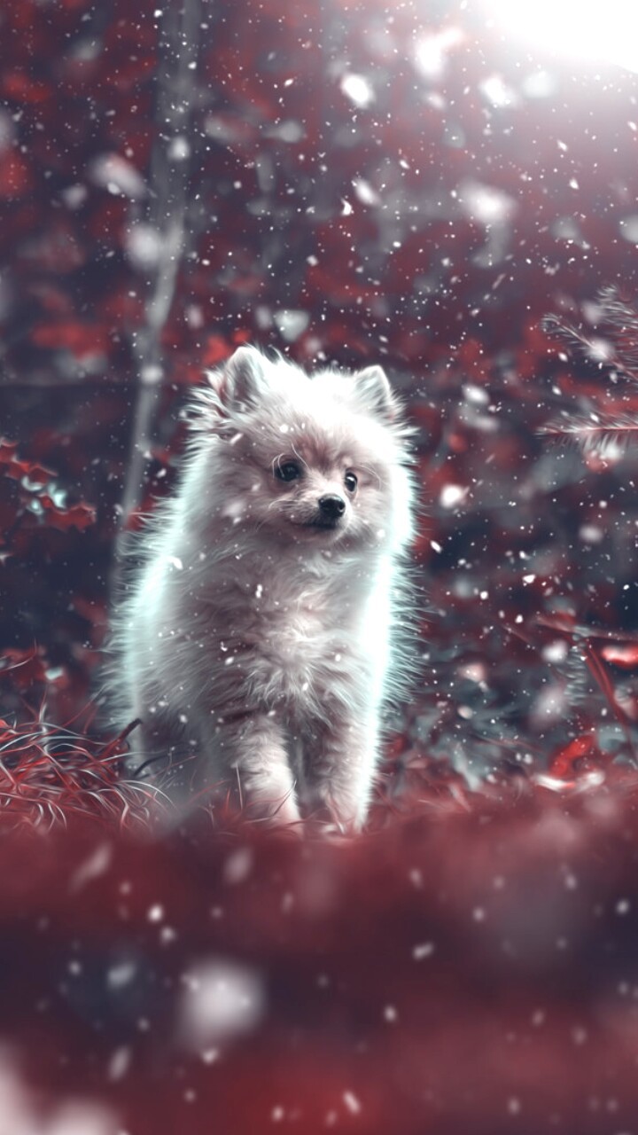 Animals, Baby, And Baby Dog Image - Iphone Pomeranian Hd , HD Wallpaper & Backgrounds