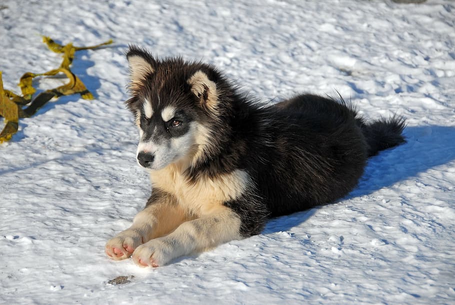 Black And White Siberian Husky Puppy Lying On Snow - Finsk Lapphund Og Husky , HD Wallpaper & Backgrounds