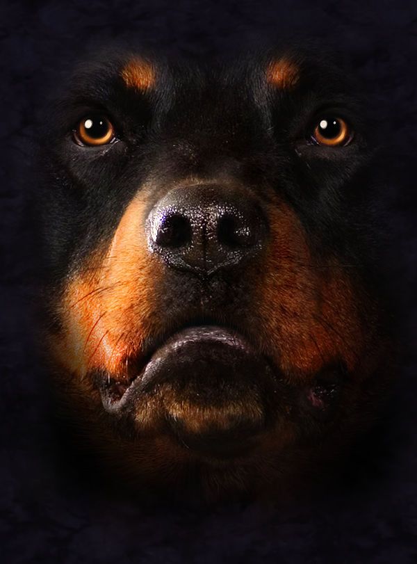 Rottweiler Shirt , HD Wallpaper & Backgrounds