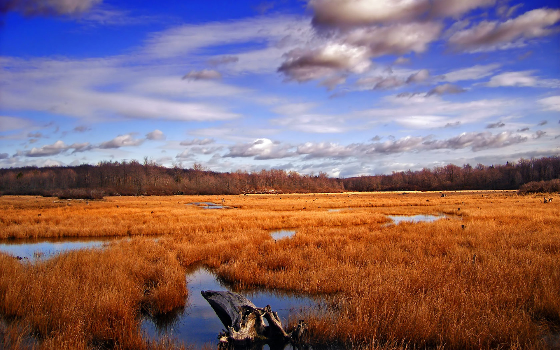 Wetland Landscape , HD Wallpaper & Backgrounds