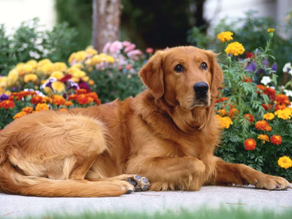 Pics Golden Retriever Dogs Wallpaper - Golden Retriever Dog Hd , HD Wallpaper & Backgrounds