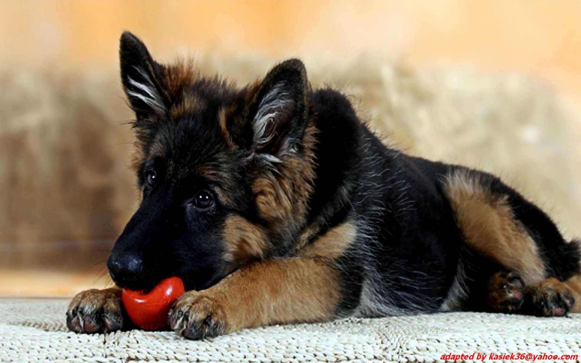 German Shepherd Puppies Desktop Wallpaper Download - German Shepherd Wallpaper Hd For Desktop , HD Wallpaper & Backgrounds