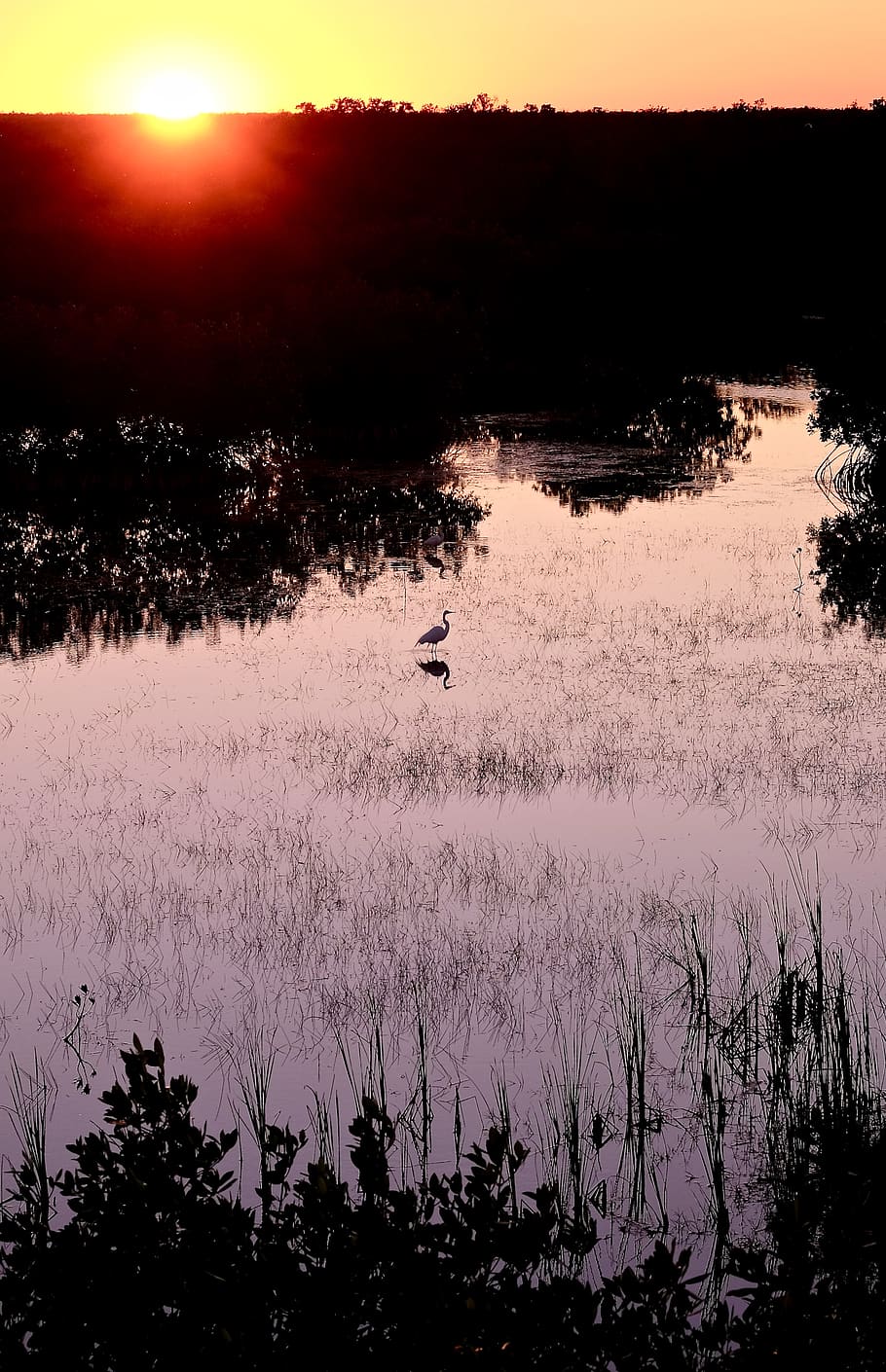 Nature, Land, Outdoors, Bird, Water, Animal, Everglades, - Reflection , HD Wallpaper & Backgrounds