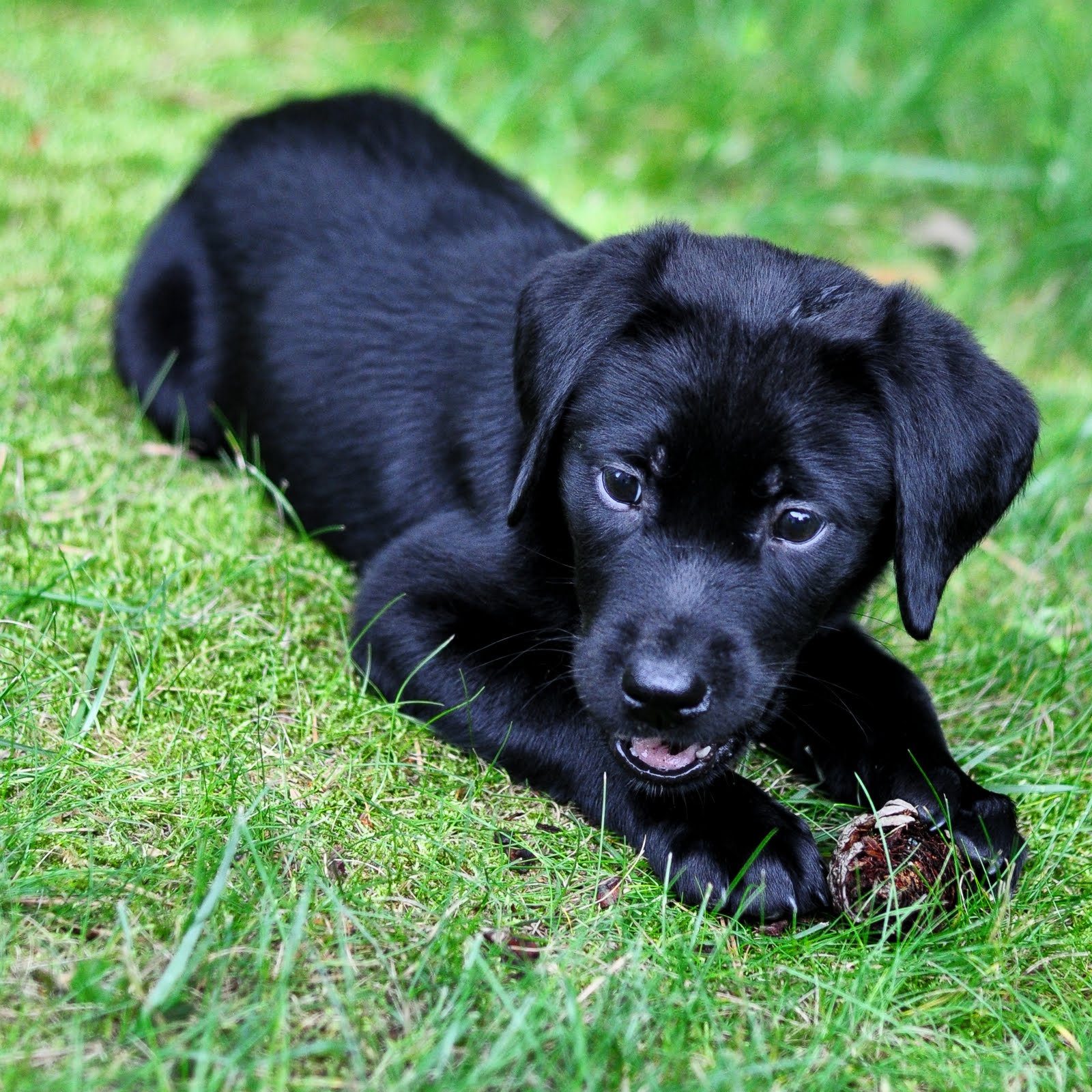 Black Labrador Puppies - Puppy Labrador Dog Black , HD Wallpaper & Backgrounds