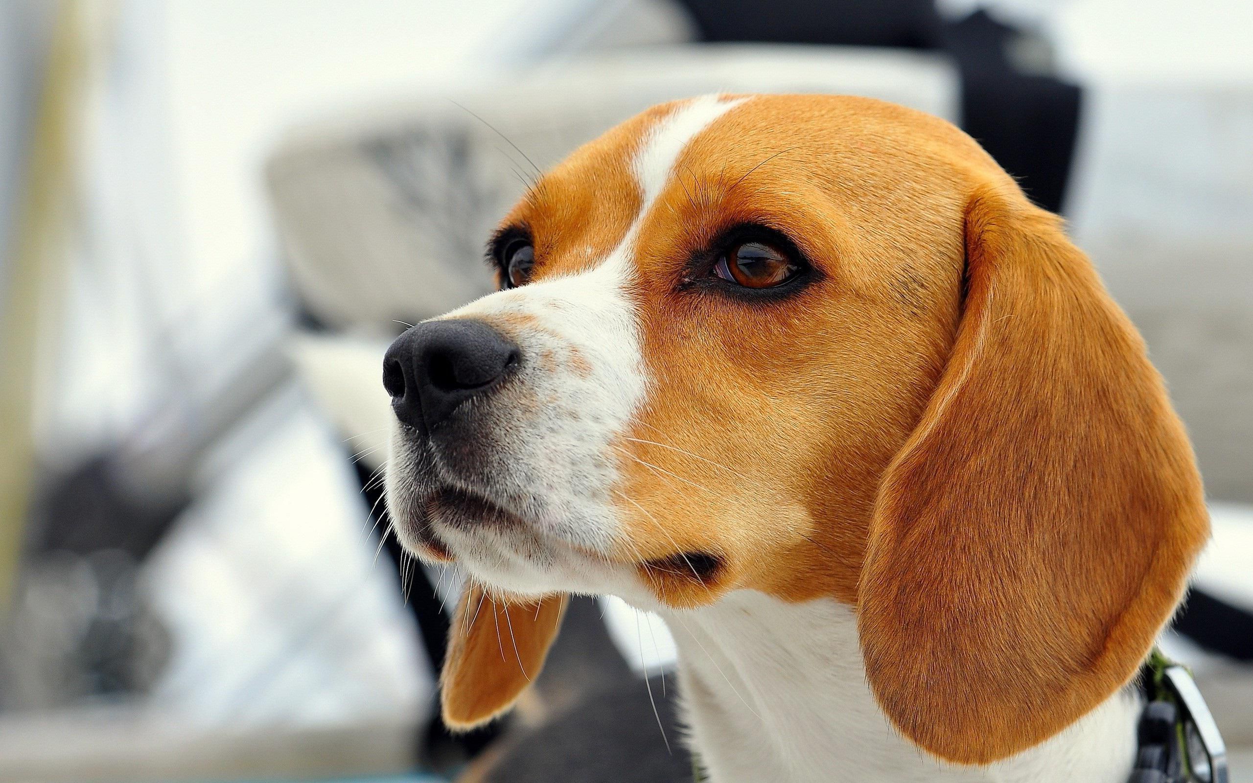 Beautiful Beagle Dog Wallpaper - Beagle Dog , HD Wallpaper & Backgrounds