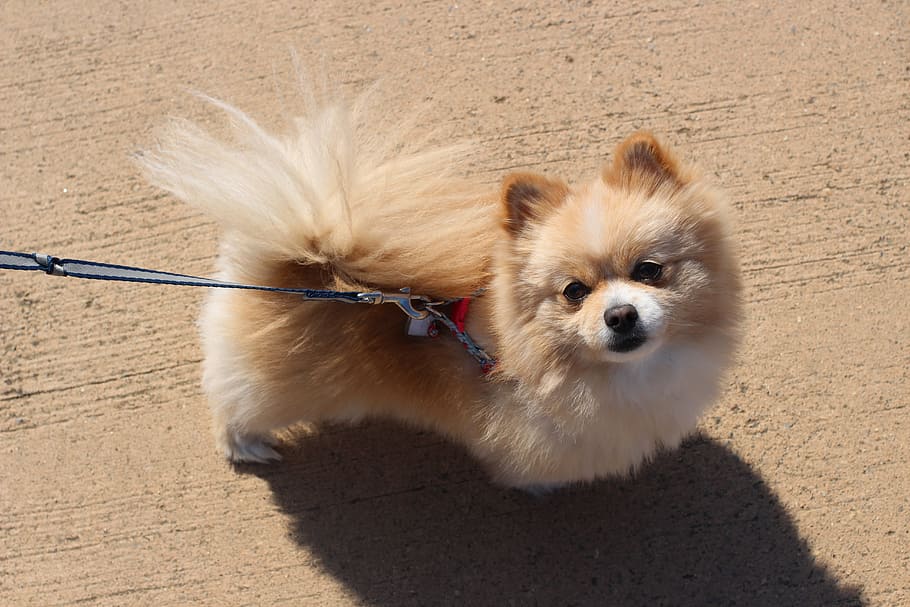 Puppy, Pomeranian, Pet, Dogs, Pet Dogs, Ppome, The - Pomeranian On A Walk , HD Wallpaper & Backgrounds