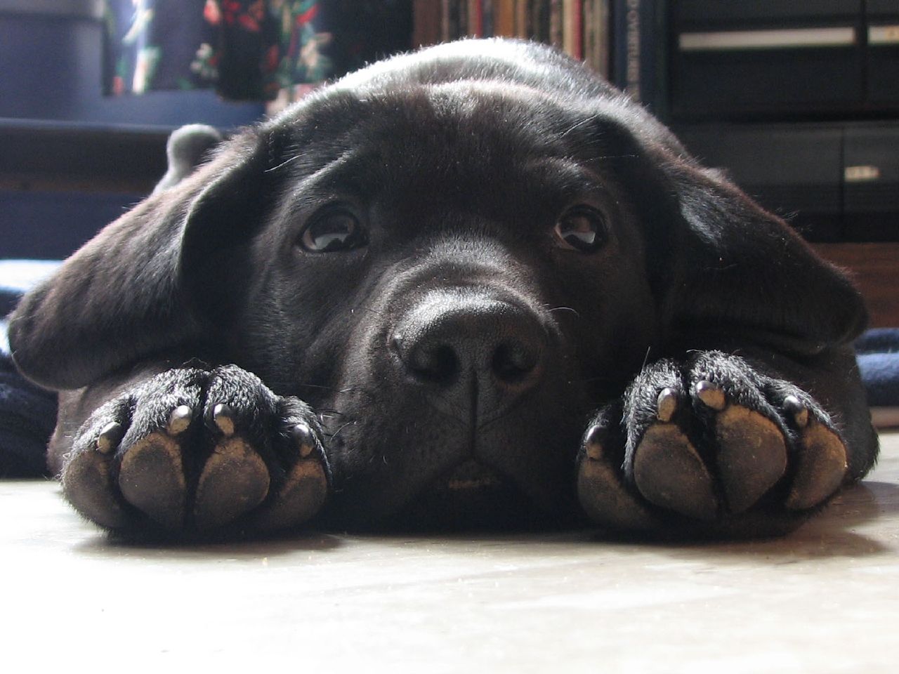 Black Lab Puppy Paws , HD Wallpaper & Backgrounds