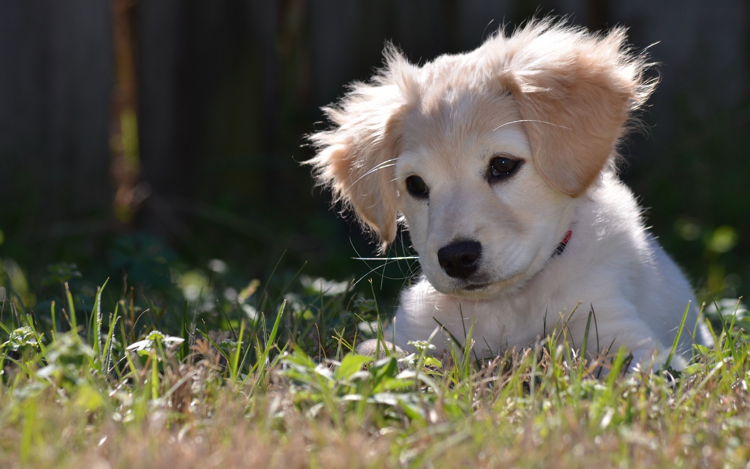 Top Golden Labrador Puppy Wallpaper Images For Pinterest - Labrador Puppy , HD Wallpaper & Backgrounds