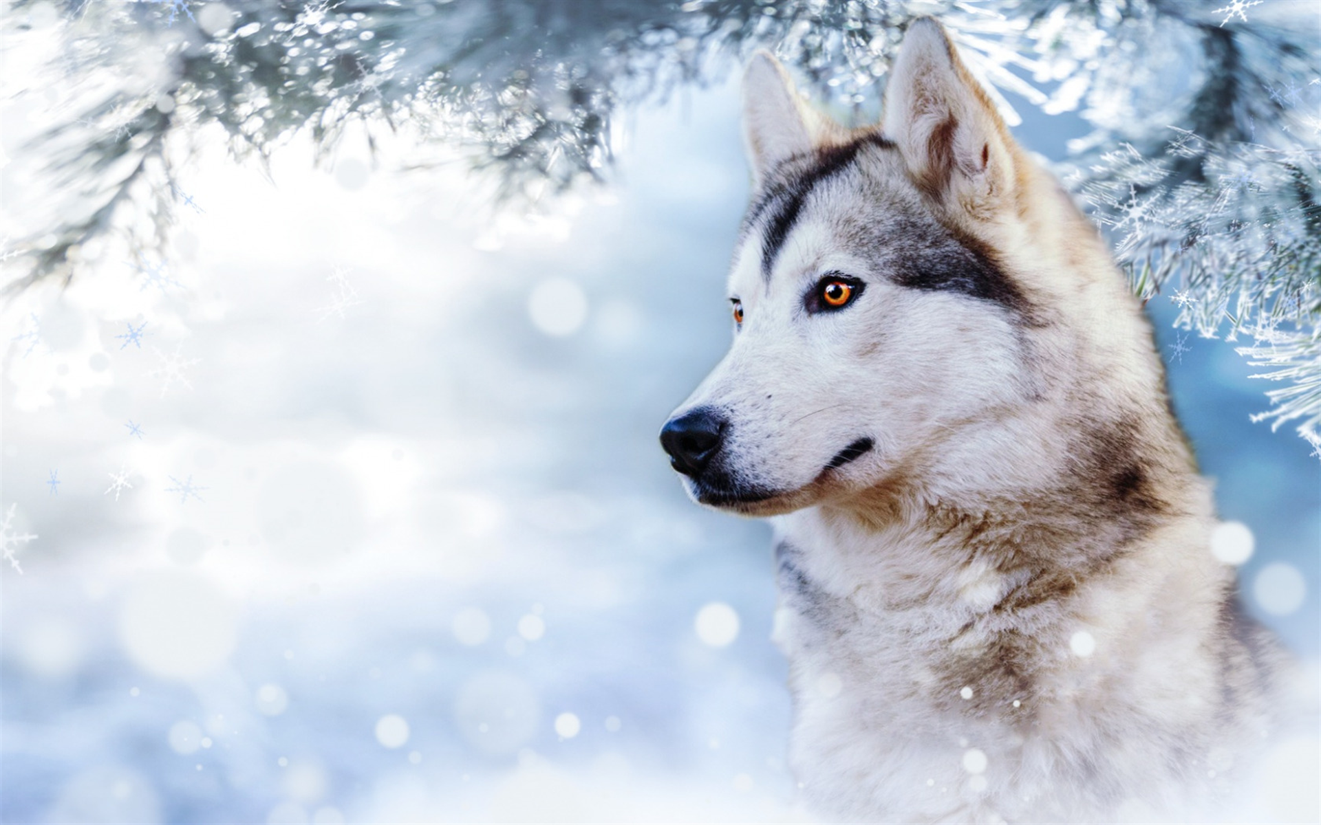 Husky, Beautiful Dog, Winter, Snow, Cute Animals, Dogs - Cute Snow Snow Wallpaper Husky , HD Wallpaper & Backgrounds