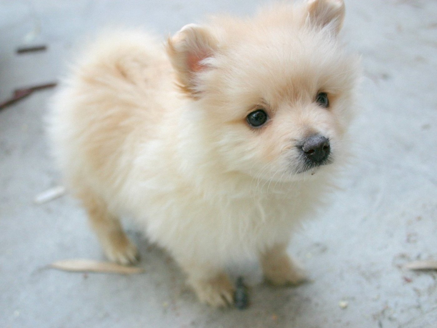 Cute Pomeranian Dog Wallpaper - Pomeranian Dogs Names , HD Wallpaper & Backgrounds