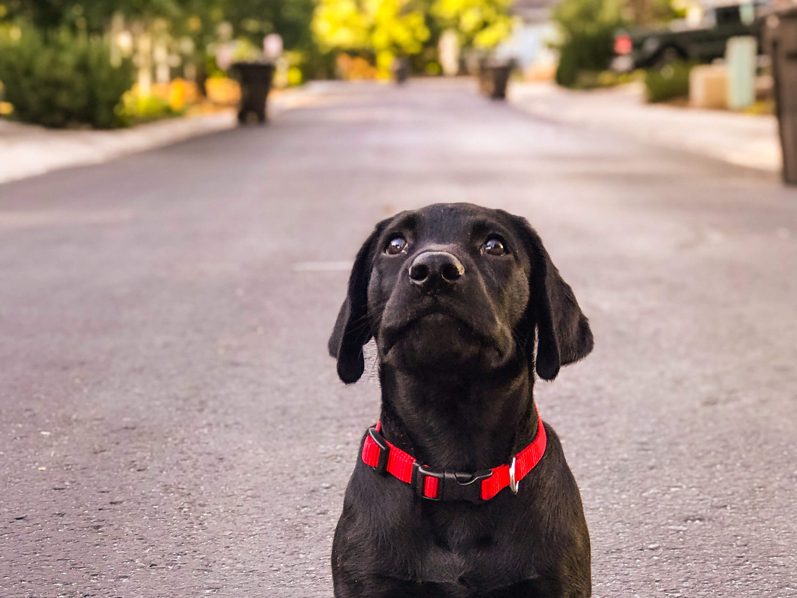 Black Labrador Retriever Puppy Wallpaper Background - Labrador Retriever , HD Wallpaper & Backgrounds