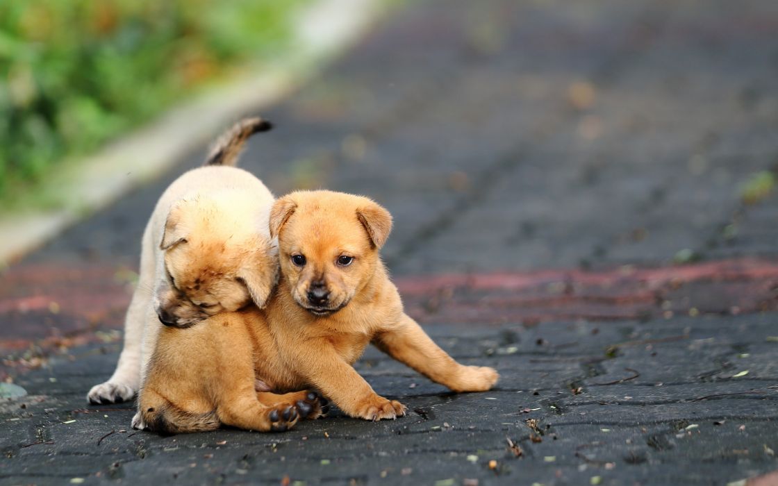 Funny Puppies Play Road Puppy Wallpaper - Puppy On The Road , HD Wallpaper & Backgrounds