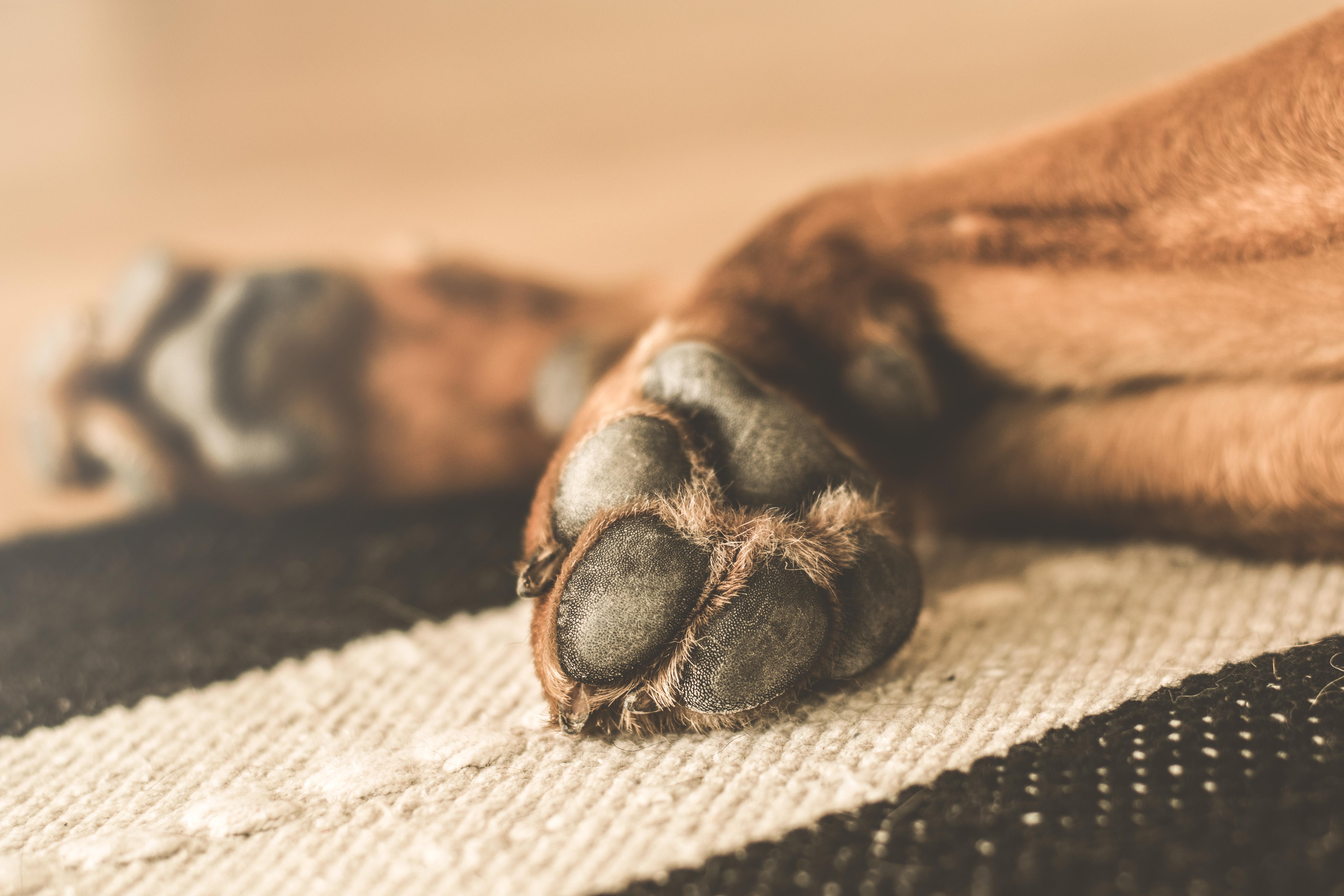 Dog, Paw, Lies - Paw Dog , HD Wallpaper & Backgrounds