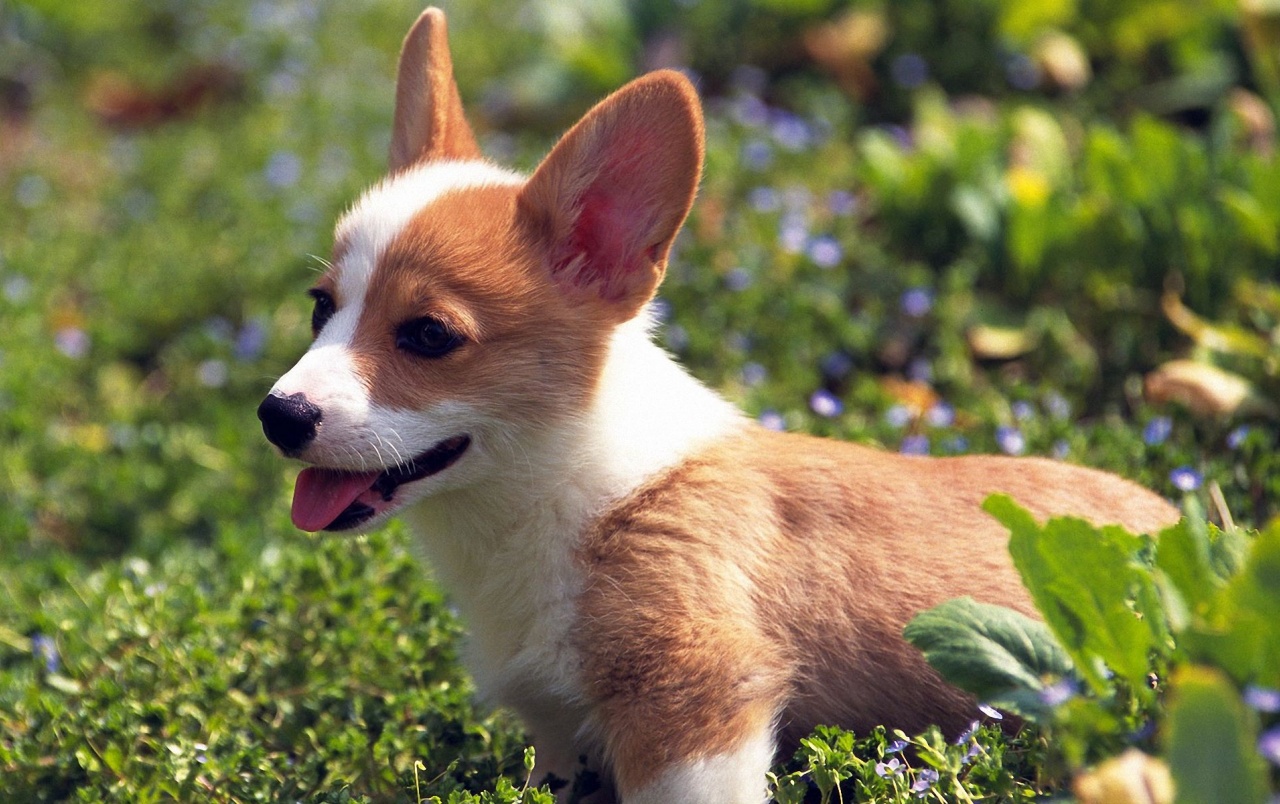 Funny Puppy Ourdoors Wallpapers - Tan And White Corgi , HD Wallpaper & Backgrounds
