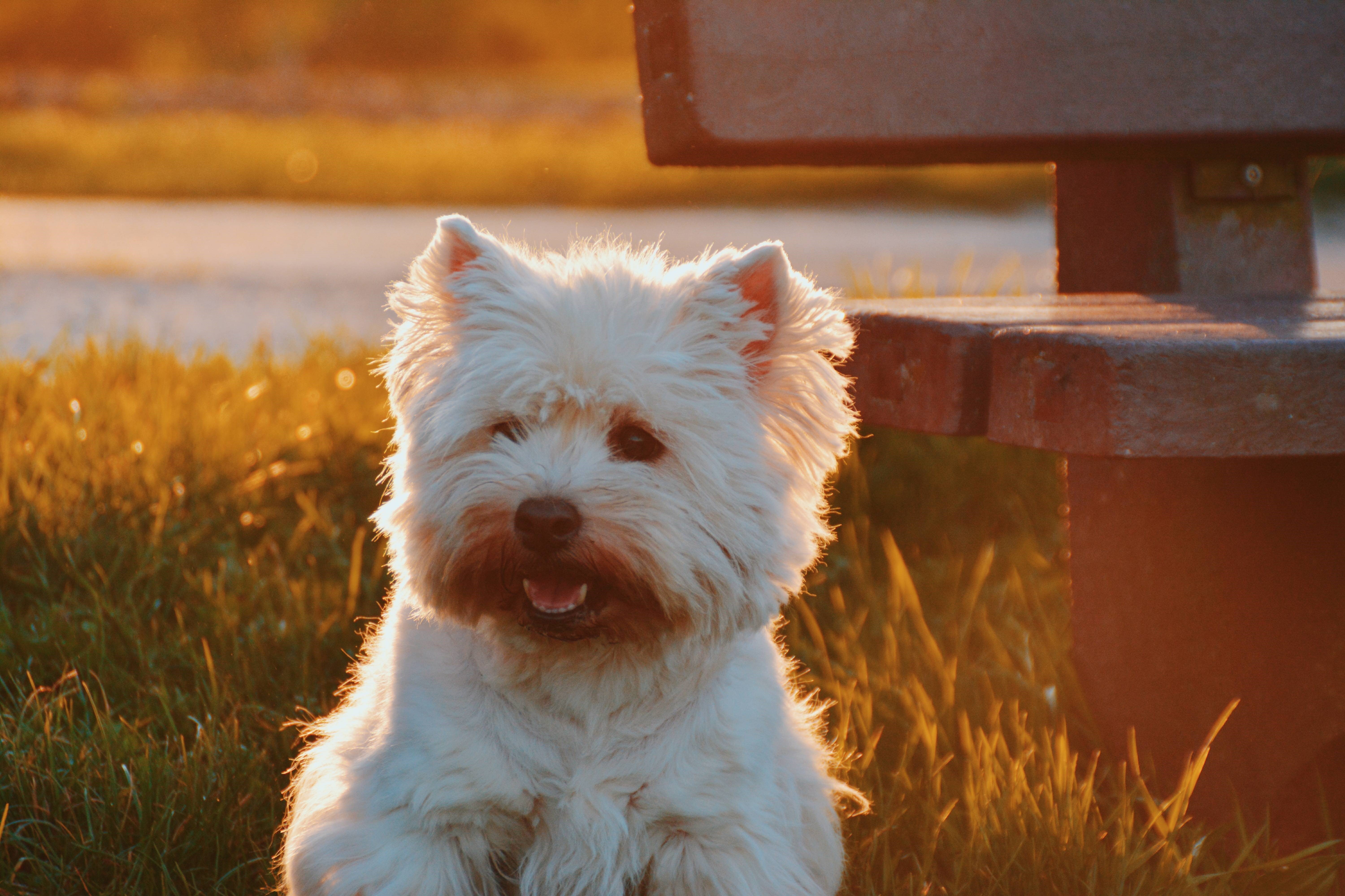 100 Hypoallergenic Dog Breeds , HD Wallpaper & Backgrounds