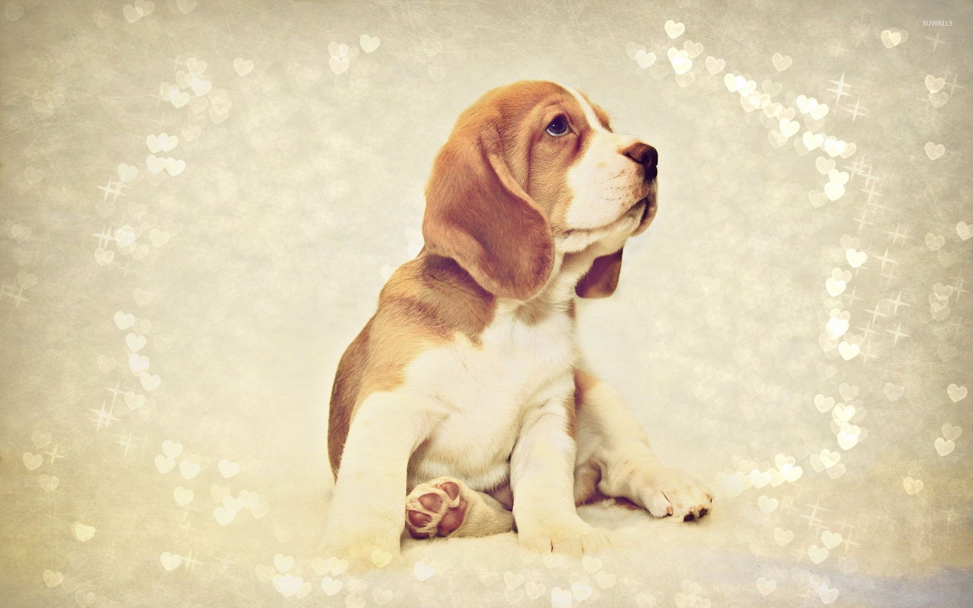 Beagle , HD Wallpaper & Backgrounds