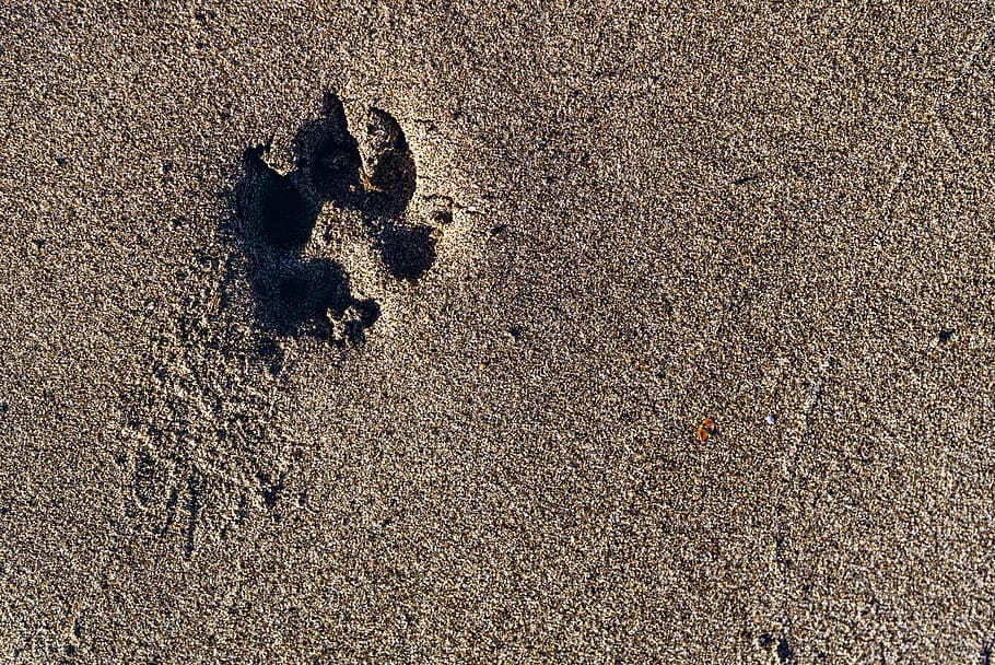 Paw, Print, Paw Print, Sand, Dog, Footprint, Track, - Footprint Dog , HD Wallpaper & Backgrounds