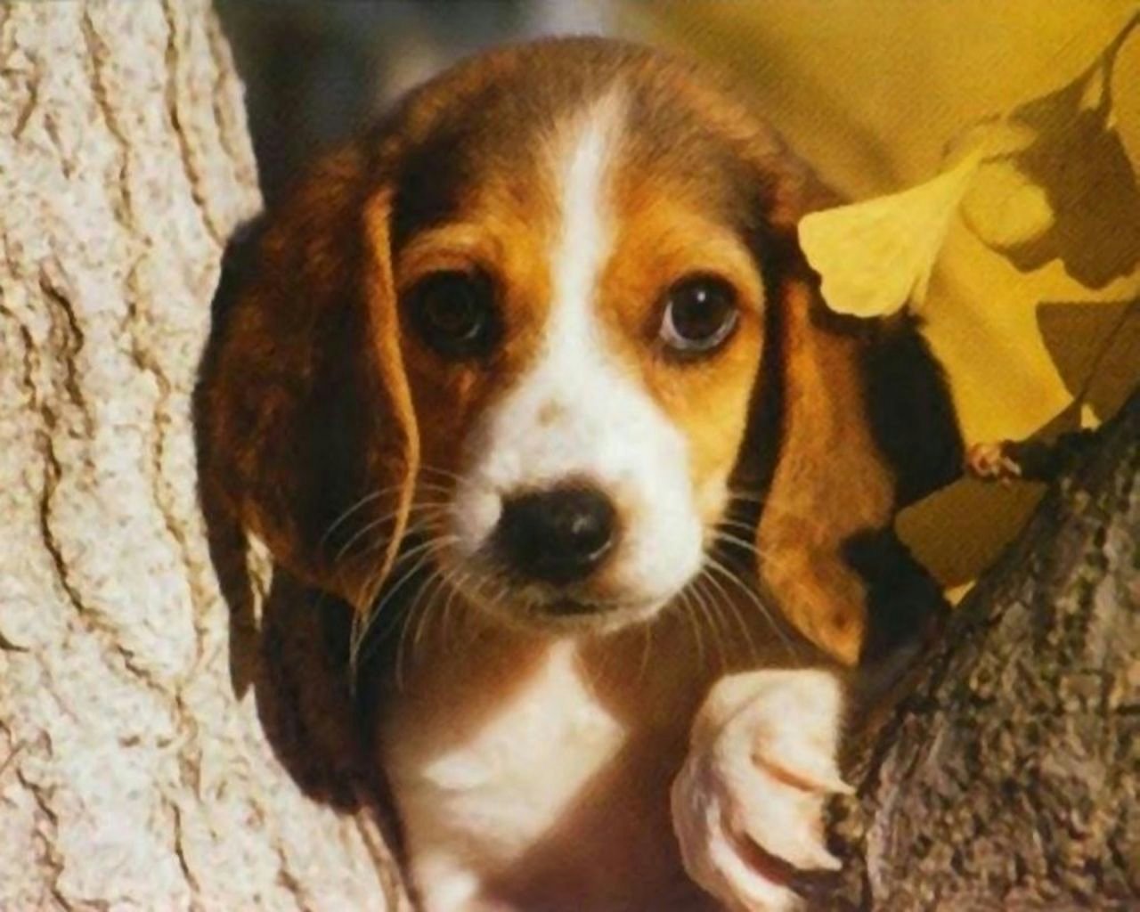 Free Download Download Beagle Puppies Wallpaper The - Adorable Wallpaper Beagle Puppy , HD Wallpaper & Backgrounds