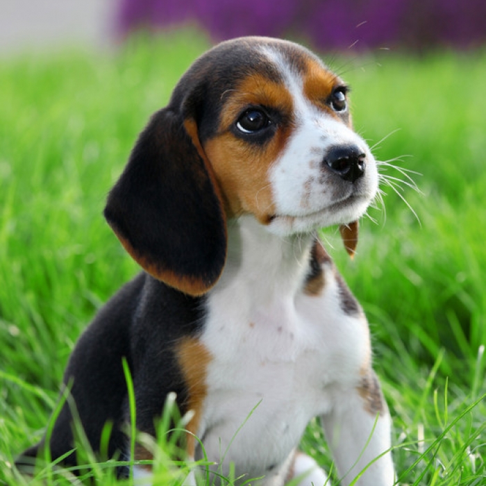 Beagle Puppies Love Qoutes - Beagle John Wick Dog , HD Wallpaper & Backgrounds
