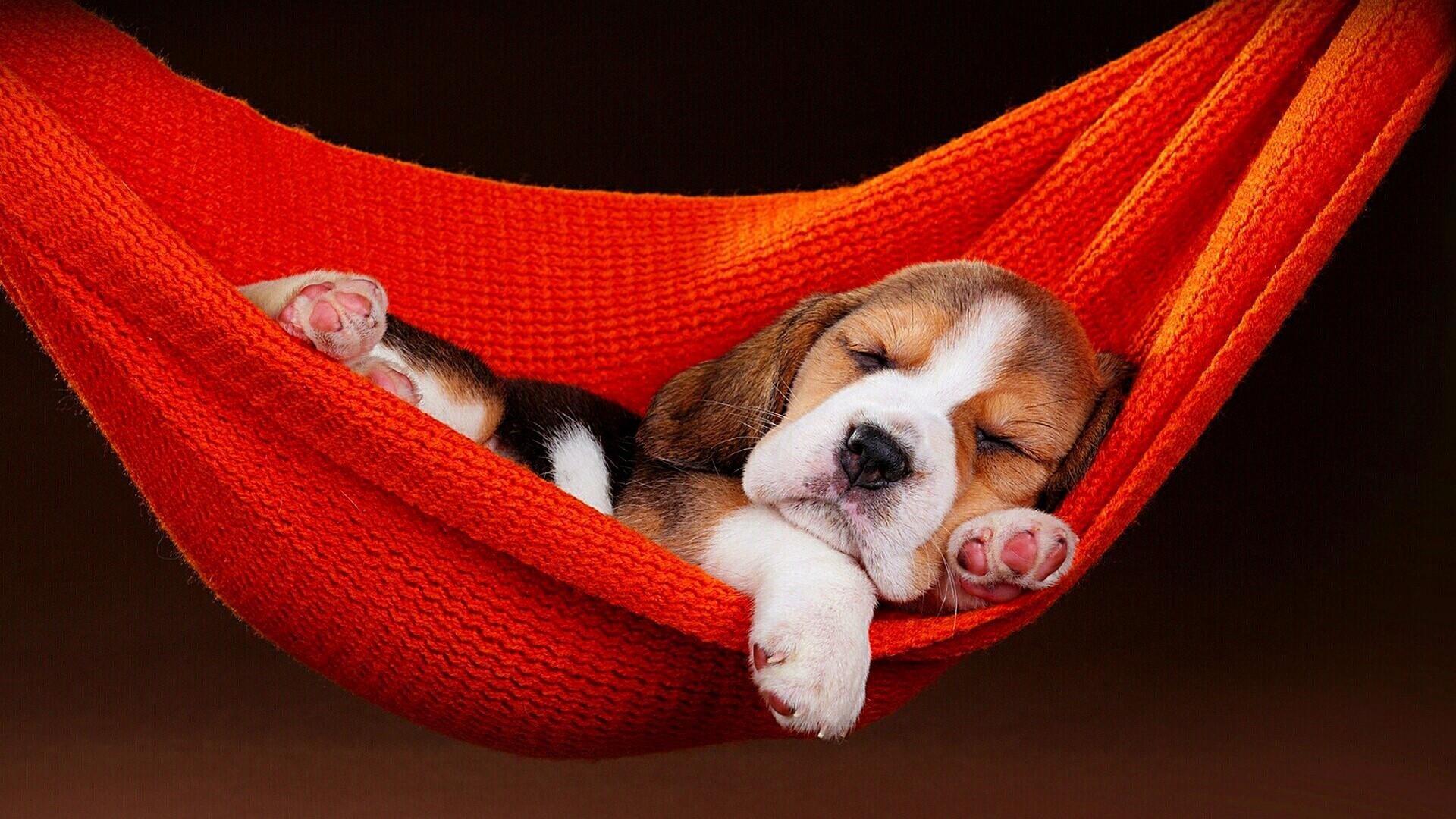 Beagle Puppy Wallpaper - Beagle Puppy Wallpaper Hd , HD Wallpaper & Backgrounds