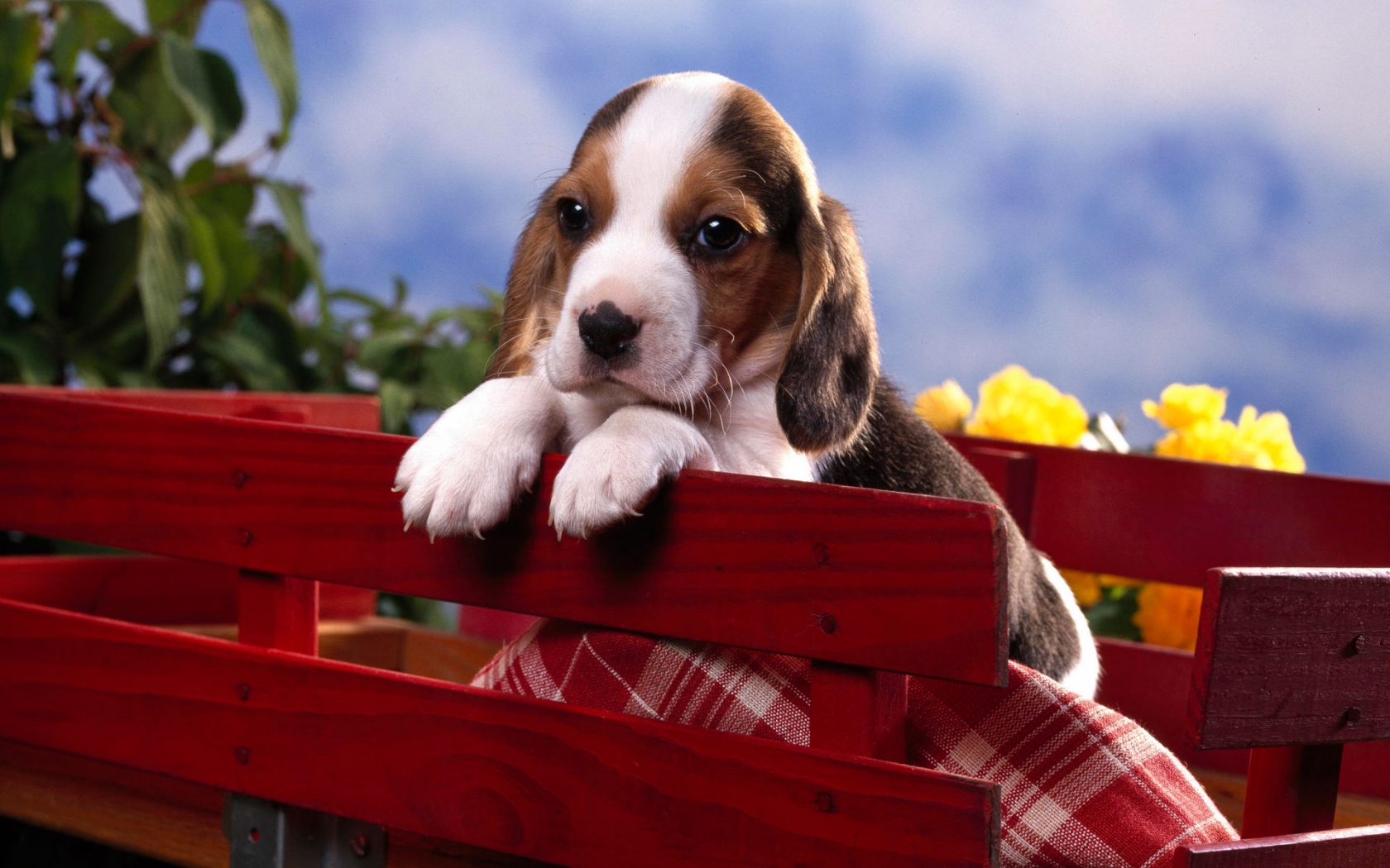 Beagle Puppy Wallpapers Hd Wallpapers , HD Wallpaper & Backgrounds