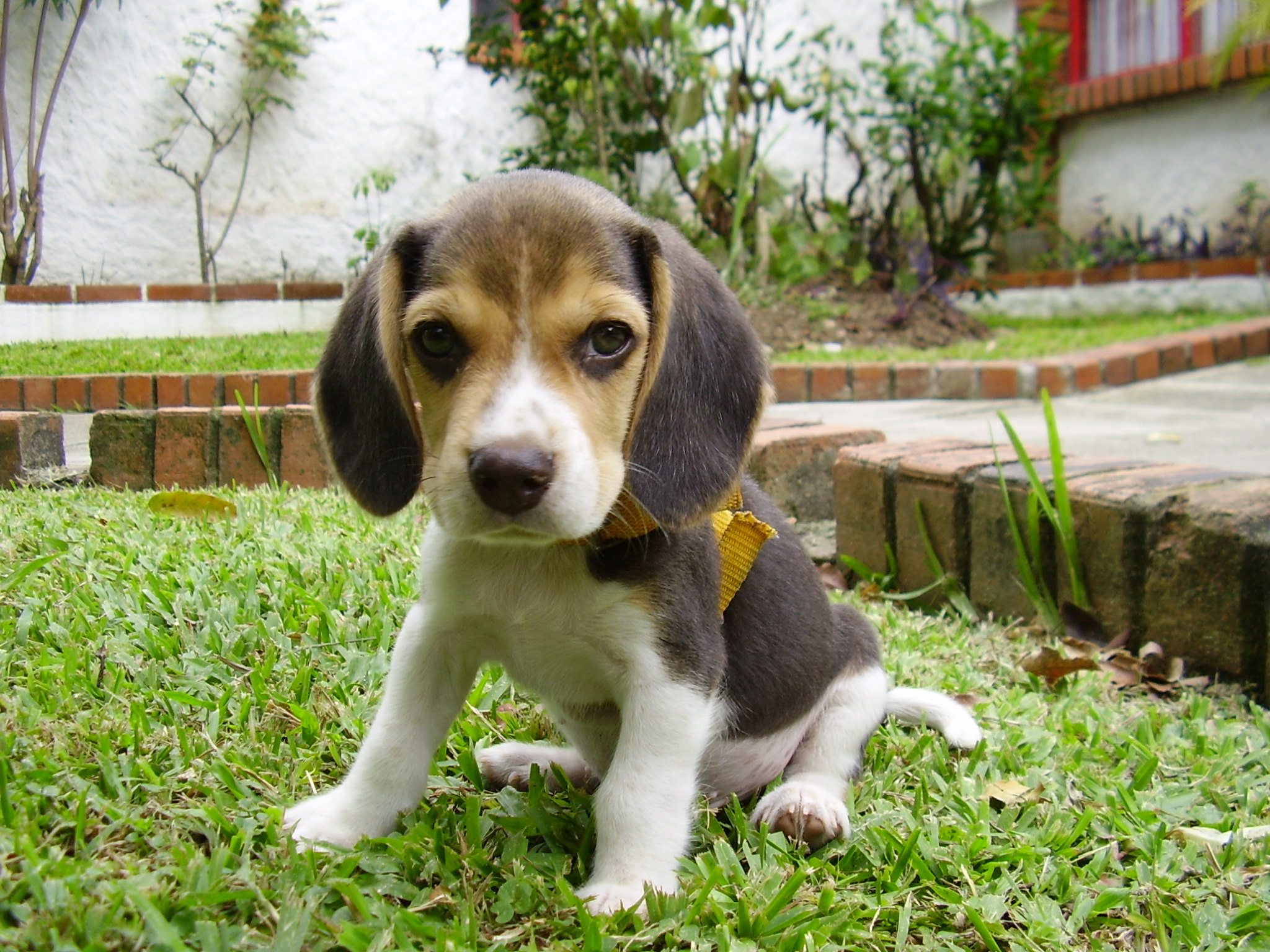 Beagle Puppy , HD Wallpaper & Backgrounds