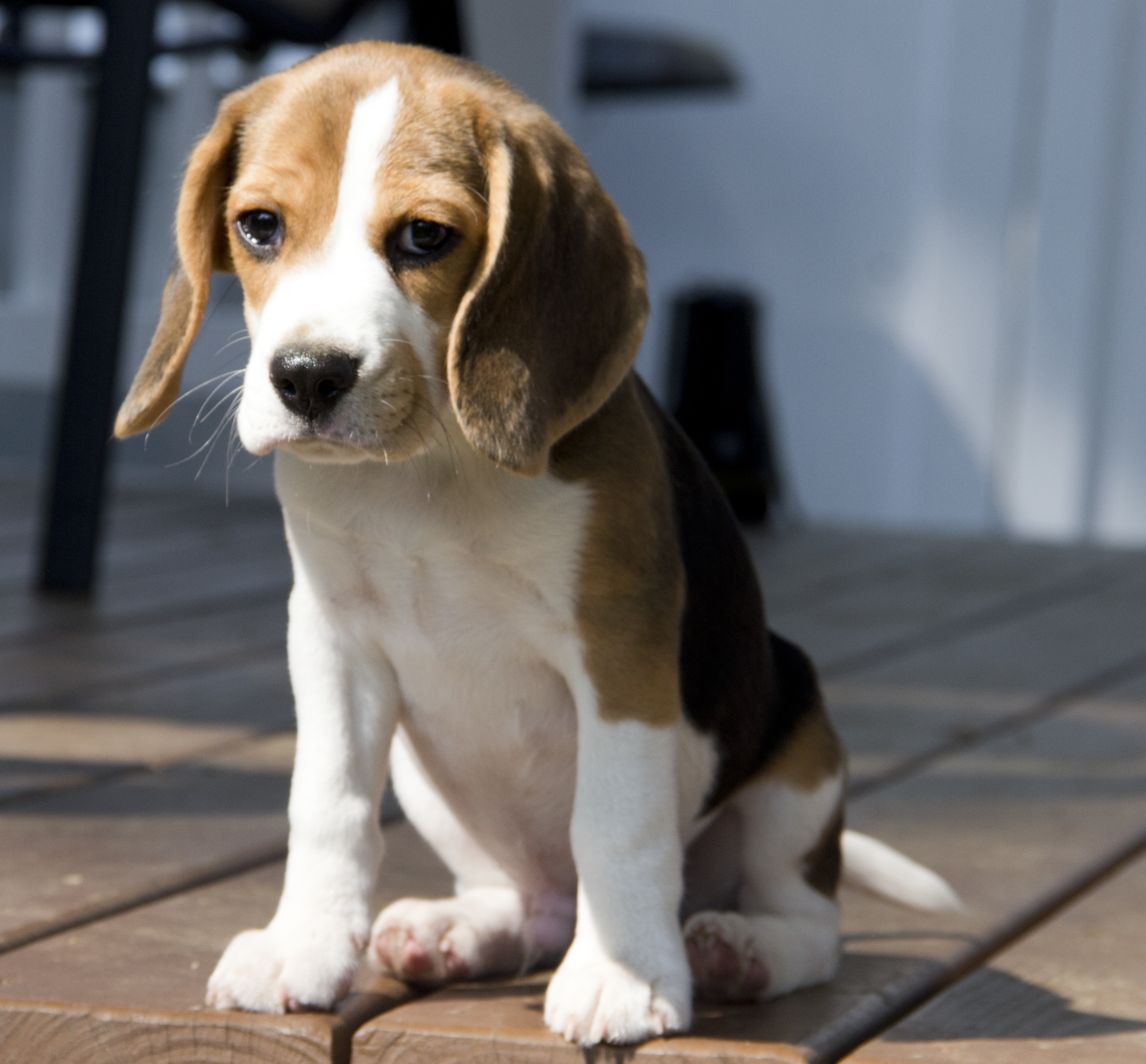 Beagle Puppies , HD Wallpaper & Backgrounds