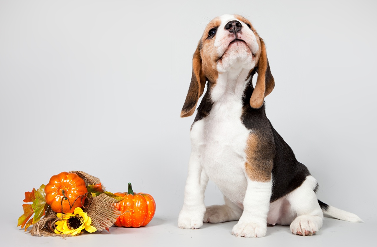 Fall Beagle , HD Wallpaper & Backgrounds