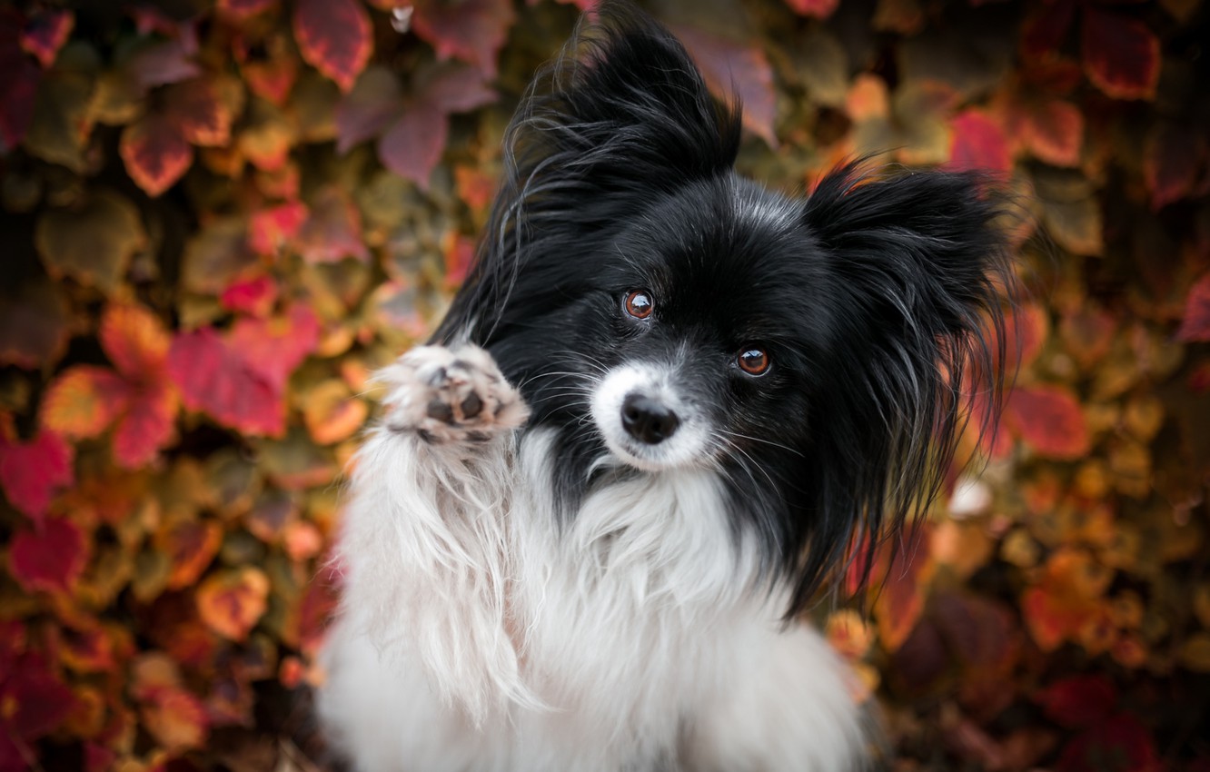 Photo Wallpaper Autumn, Leaves, Pose, Background, Foliage, - Papillon Dog Background , HD Wallpaper & Backgrounds