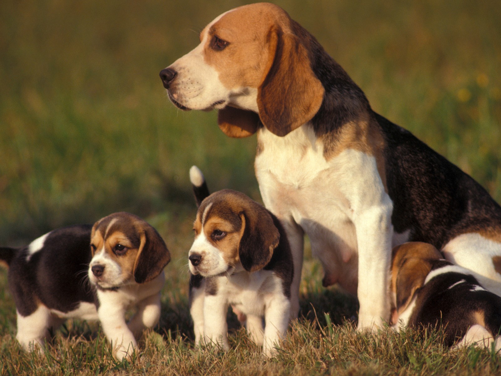 Beagle Puppy Wallpaper - Beagle Puppy And Adult , HD Wallpaper & Backgrounds