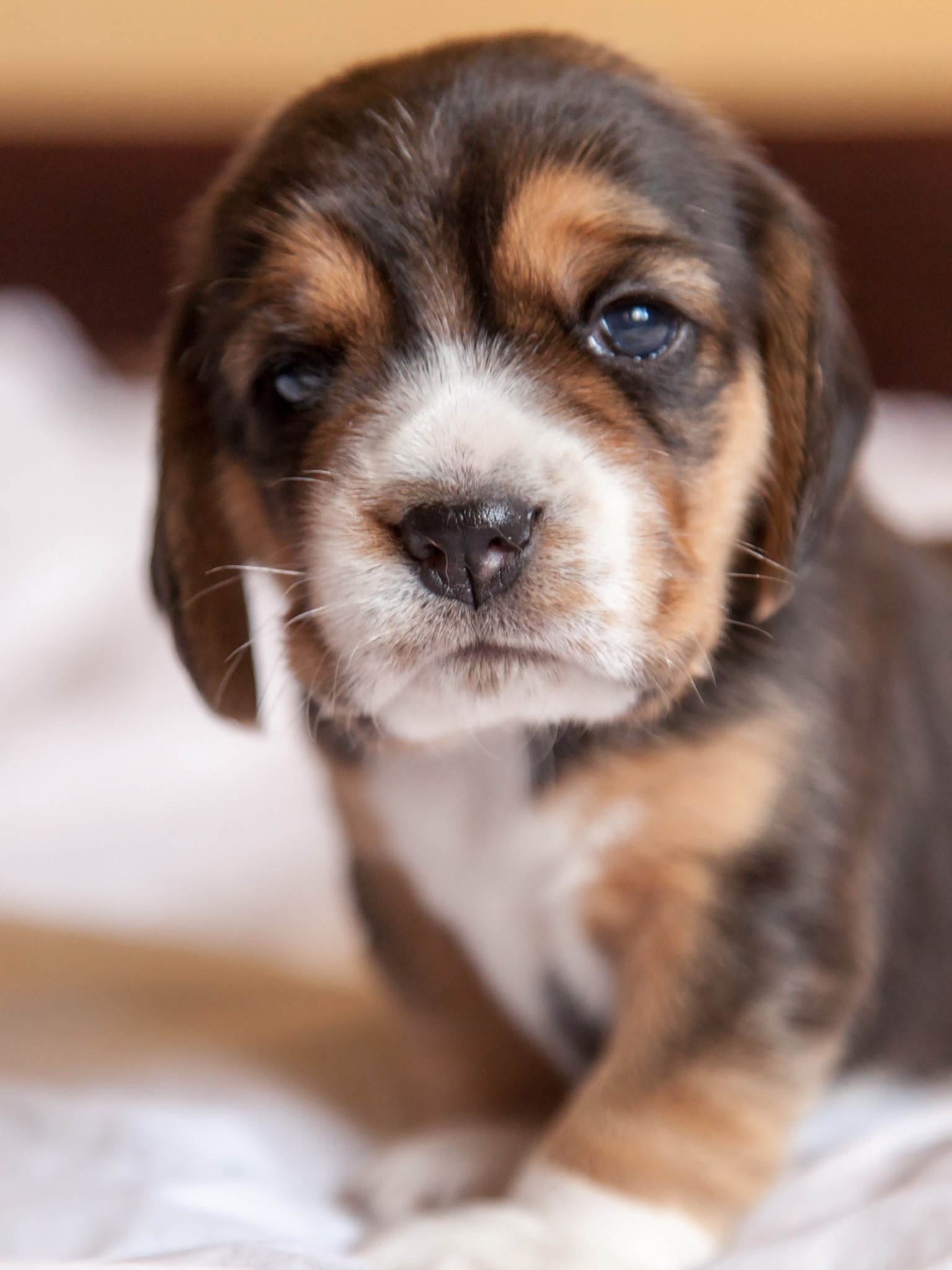 Beagle Puppy Wallpaper - Hd Dog Wallpaper For Ipad , HD Wallpaper & Backgrounds