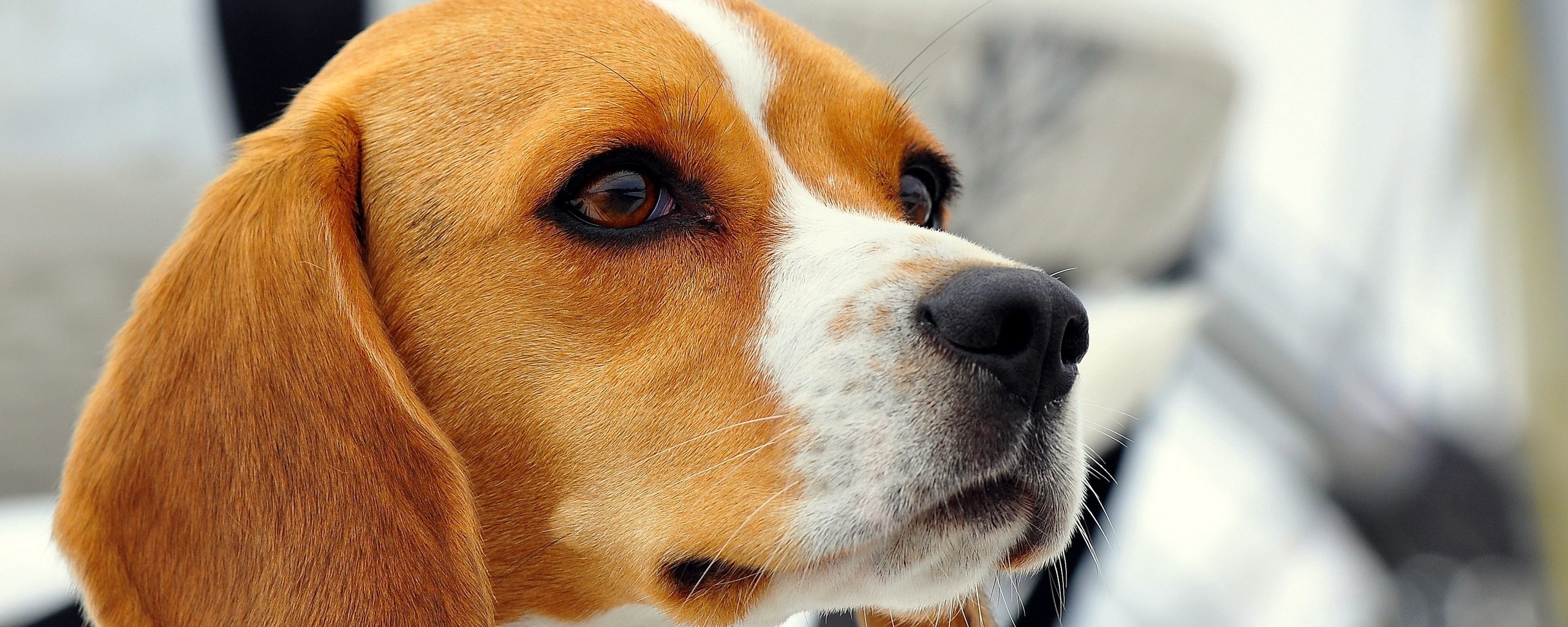 Beagle Puppy Wallpaper - Cute Dog Beagle , HD Wallpaper & Backgrounds