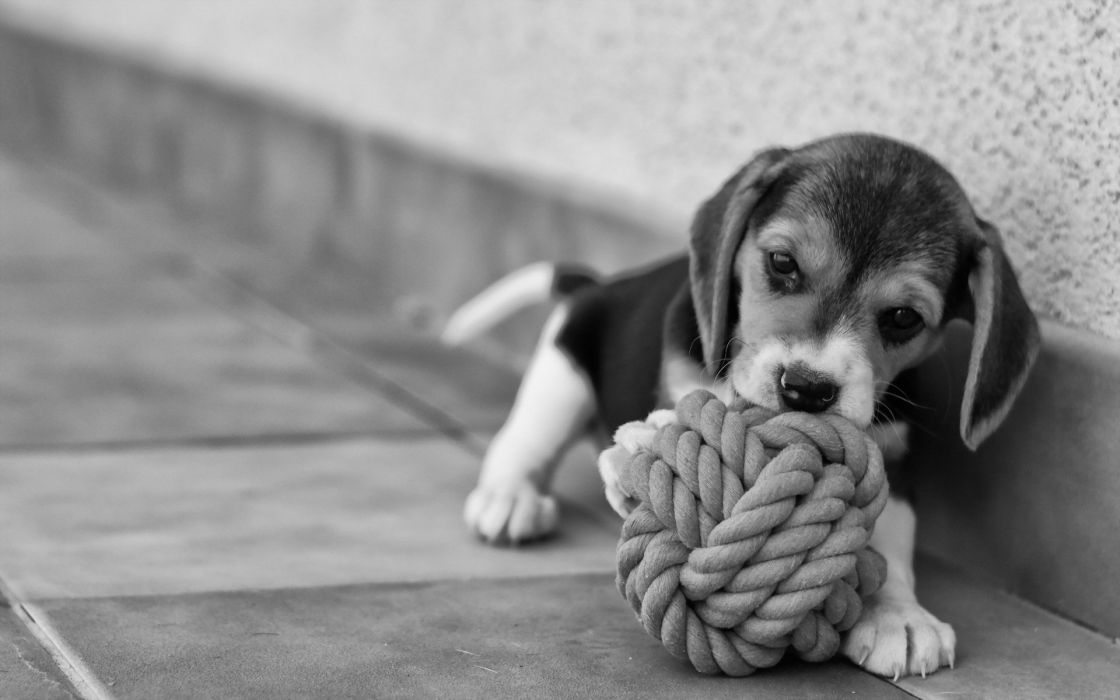 Beagle Dog Puppy Baby Wallpaper - Beagle Puppy Hd Wallpaper Download , HD Wallpaper & Backgrounds