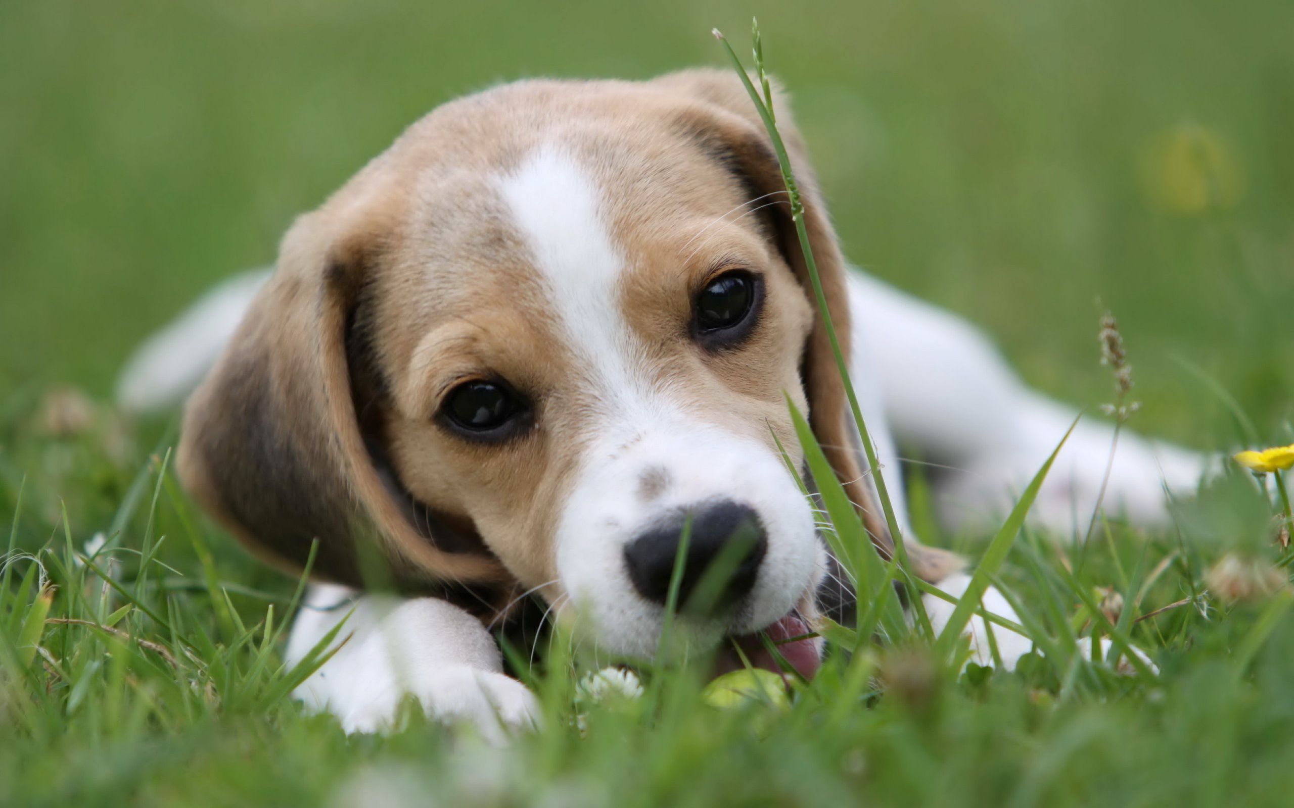Top Beagle Puppy Picture In 4k Ultra Hd - ビーグル 犬 画像 フリー , HD Wallpaper & Backgrounds
