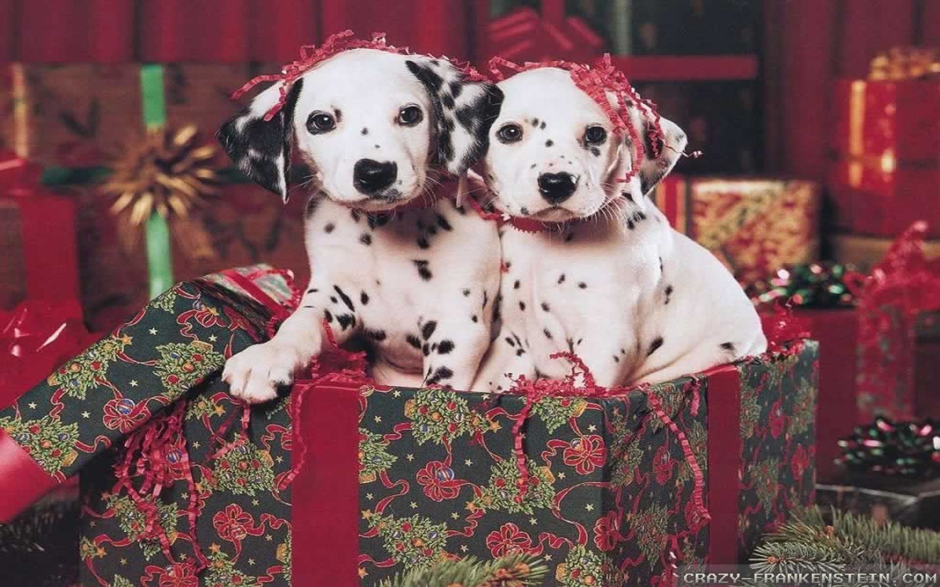 1920x1200, Two Christmas Dalmatian Puppies 
 Data Id - Christmas Puppies , HD Wallpaper & Backgrounds
