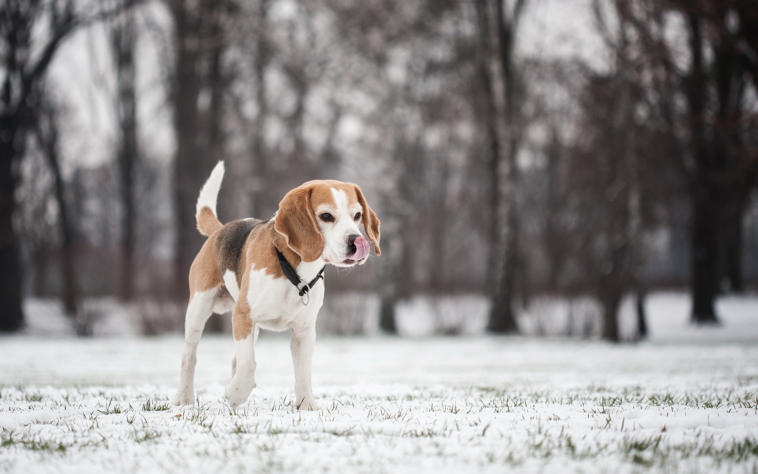 Dogs Beagle Snow Animals Puppy Winter Wallpaper - Beagle Puppies In Snow , HD Wallpaper & Backgrounds