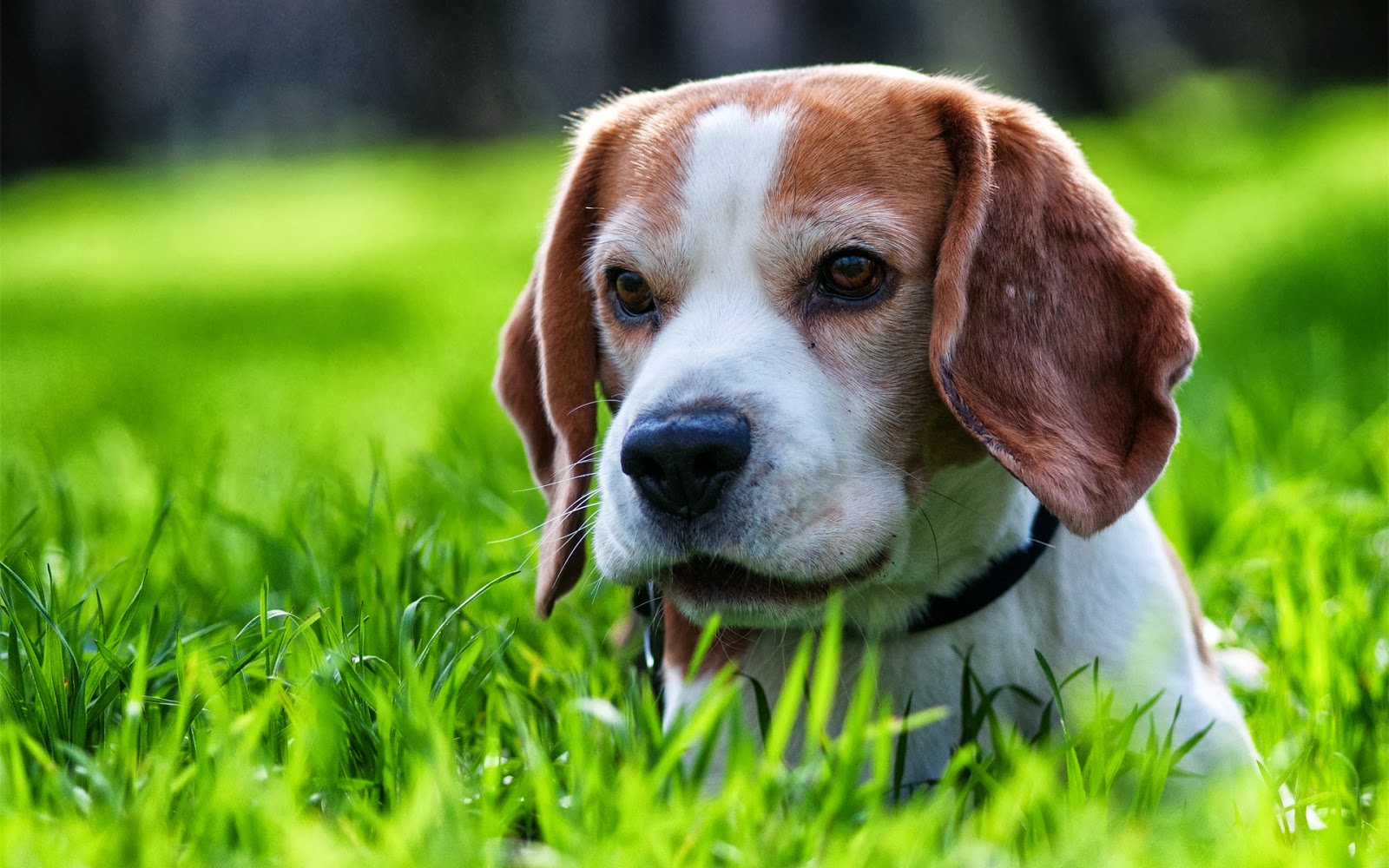 Beagle Puppy Cute - Beagle , HD Wallpaper & Backgrounds