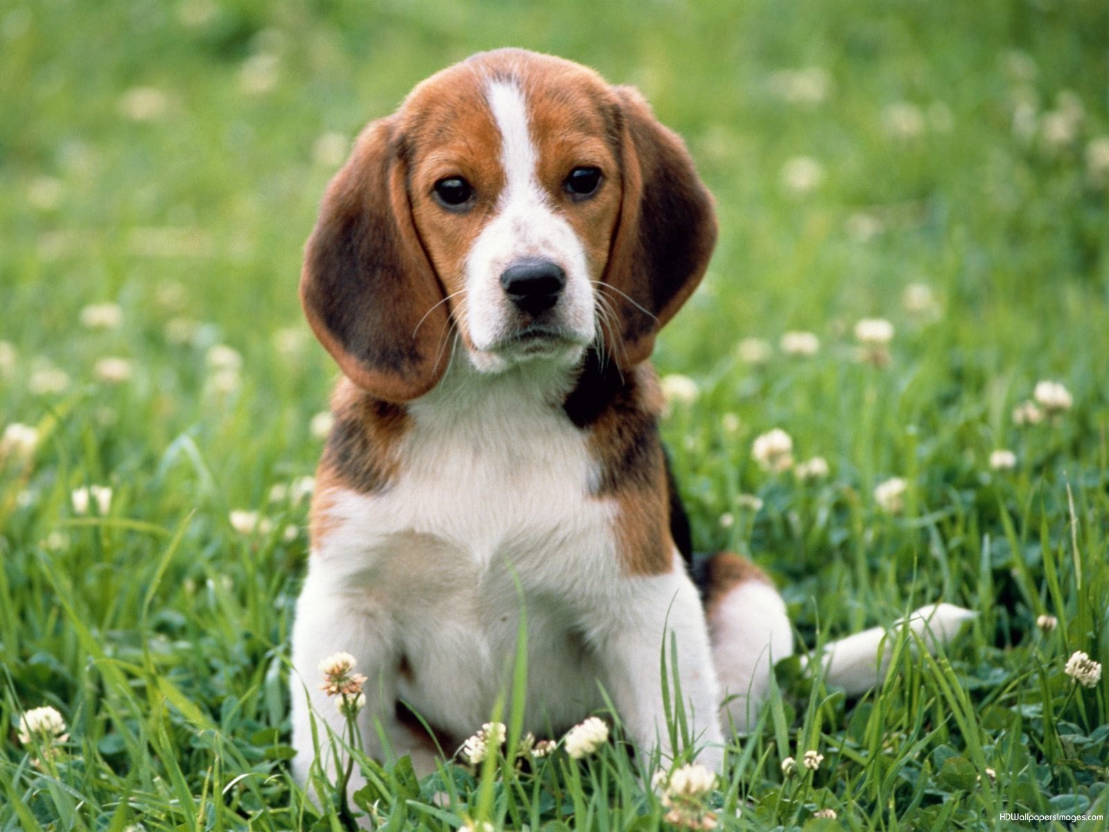 Fakta-anjing - Beagle Dog Cute , HD Wallpaper & Backgrounds