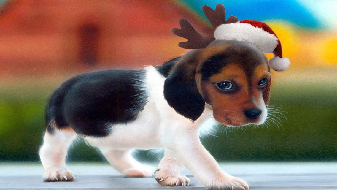 Christmas Puppy Download Christmas Dog Hd Wallpapers - Dog With Brown Black And White Fur , HD Wallpaper & Backgrounds