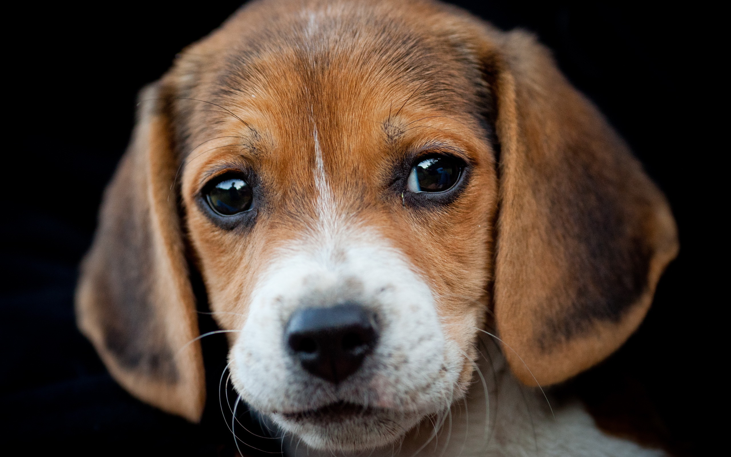 Beagle Puppy Wallpaper 2560x1600, - Dog With Brown Fur And Brown Eyes , HD Wallpaper & Backgrounds