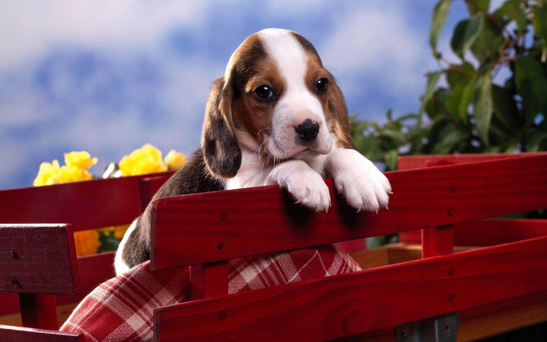 Cute Beagle Puppy Hd Wallpapers - Cute Animals Wallpaper 1920 , HD Wallpaper & Backgrounds