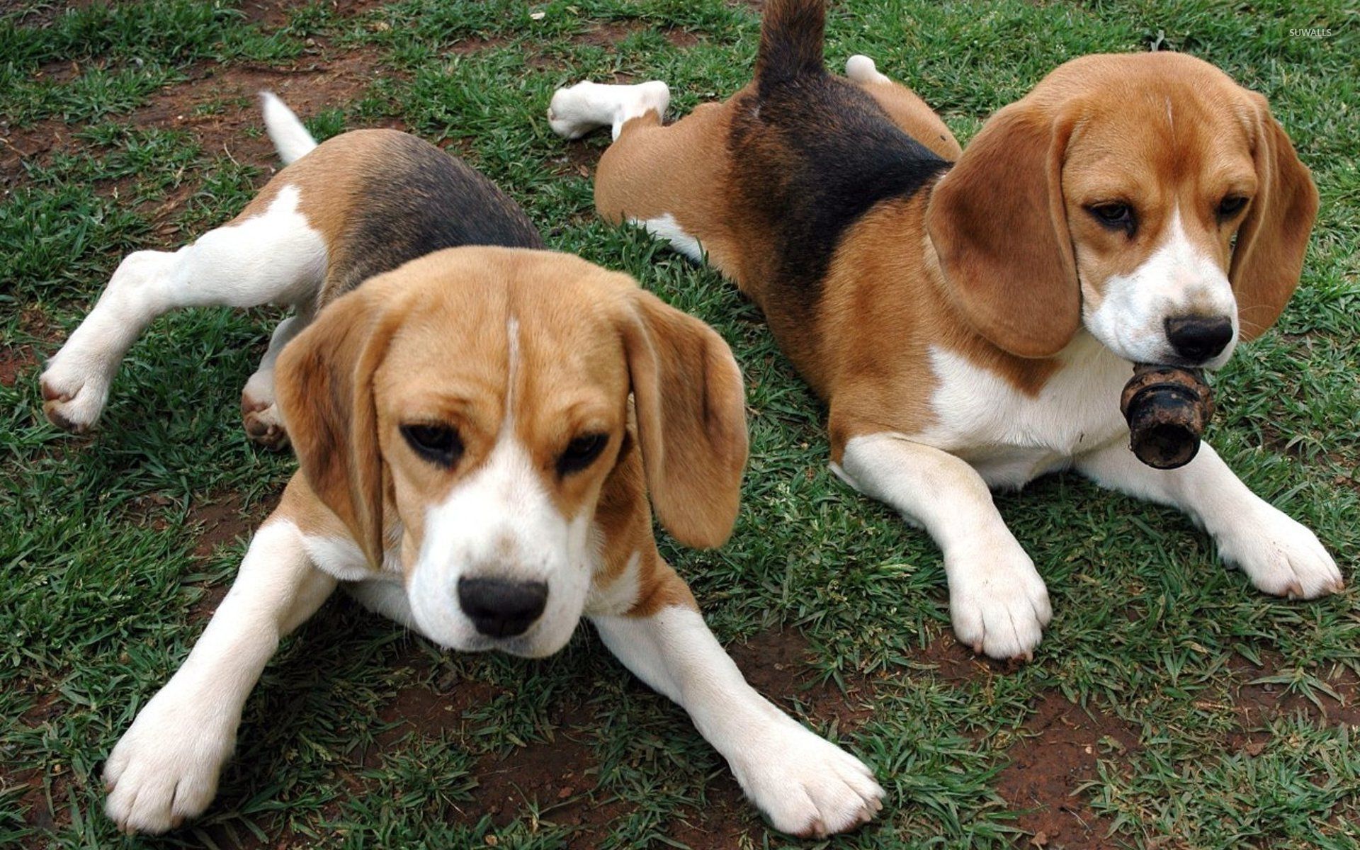 Basset Hound And Beagle Mix Puppies , HD Wallpaper & Backgrounds
