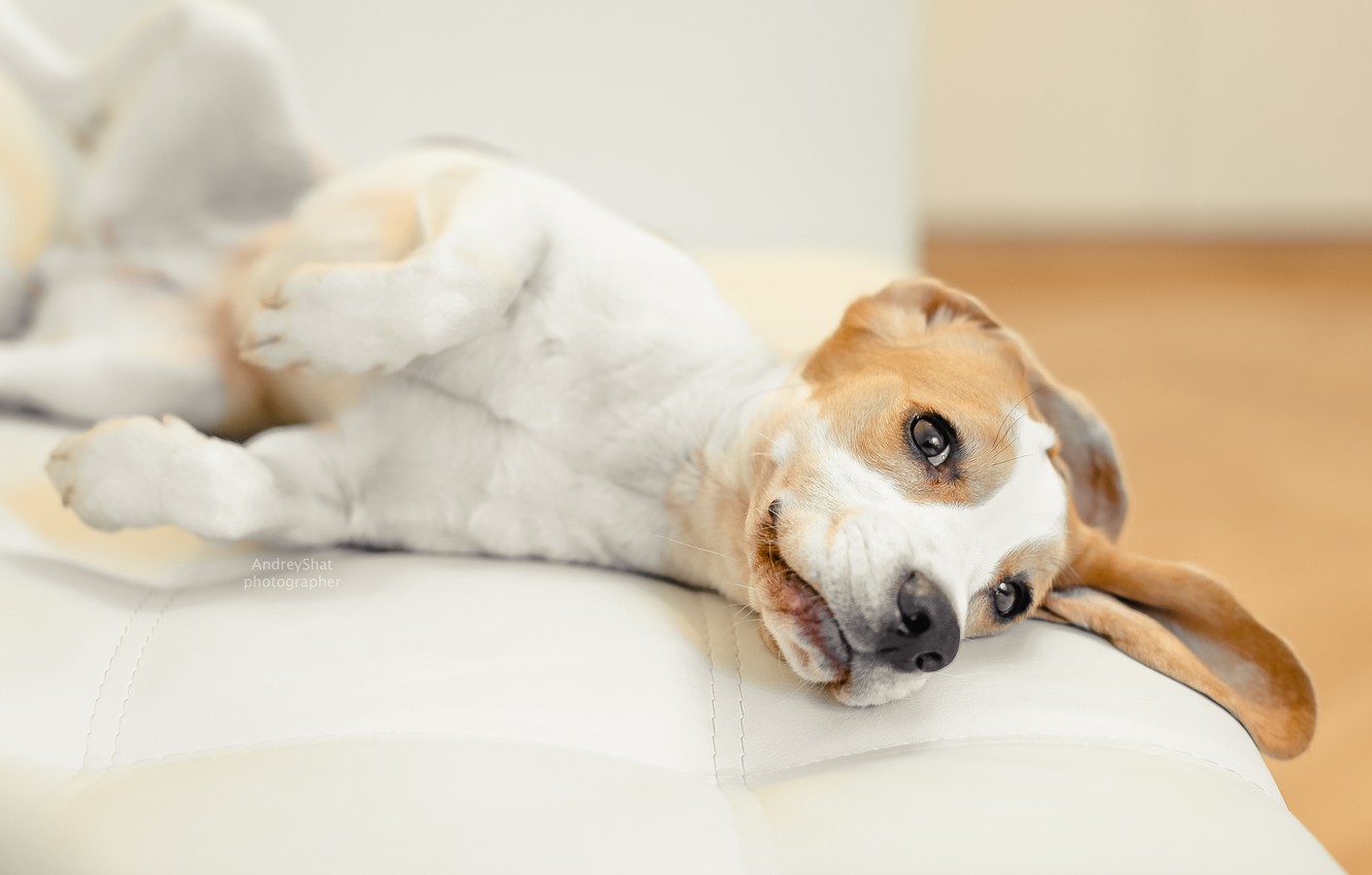 Photo Wallpaper Dog, Puppy, Puppy, Dog, Pet, Dogs, - Beagle , HD Wallpaper & Backgrounds