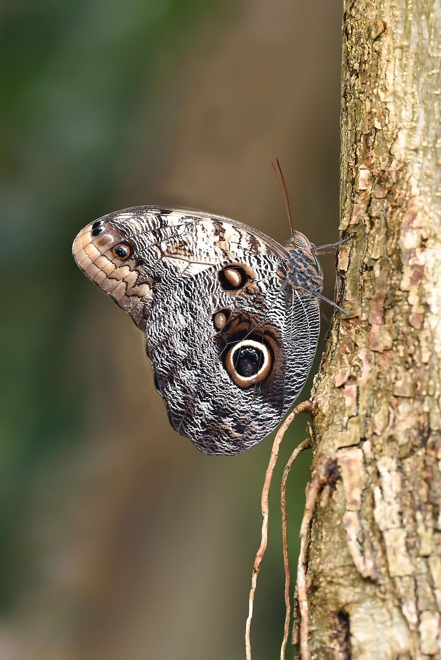 Grayling (butterfly) , HD Wallpaper & Backgrounds