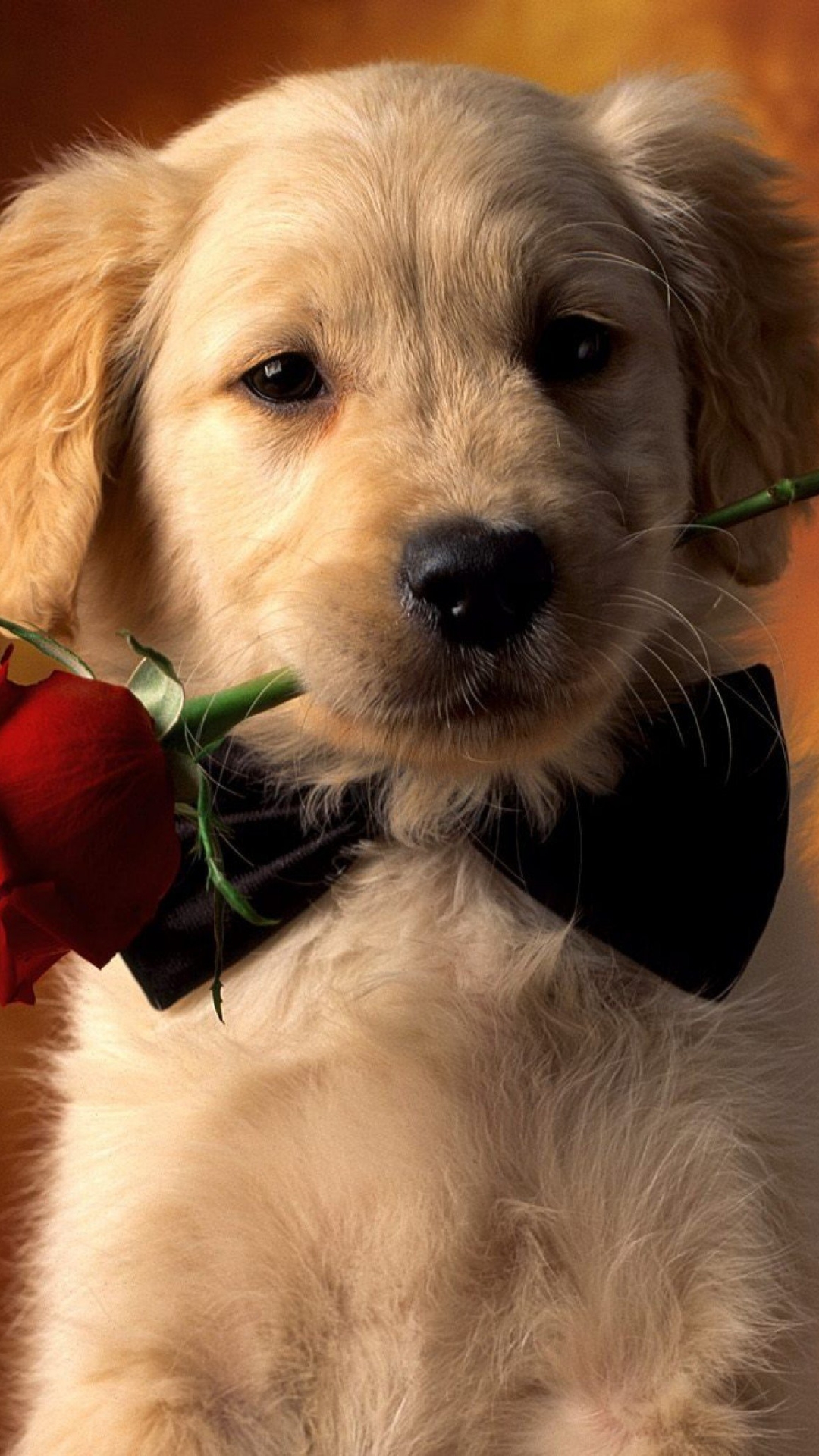 Wallpaper - Cute Dogs Wallpaper For Mobile , HD Wallpaper & Backgrounds