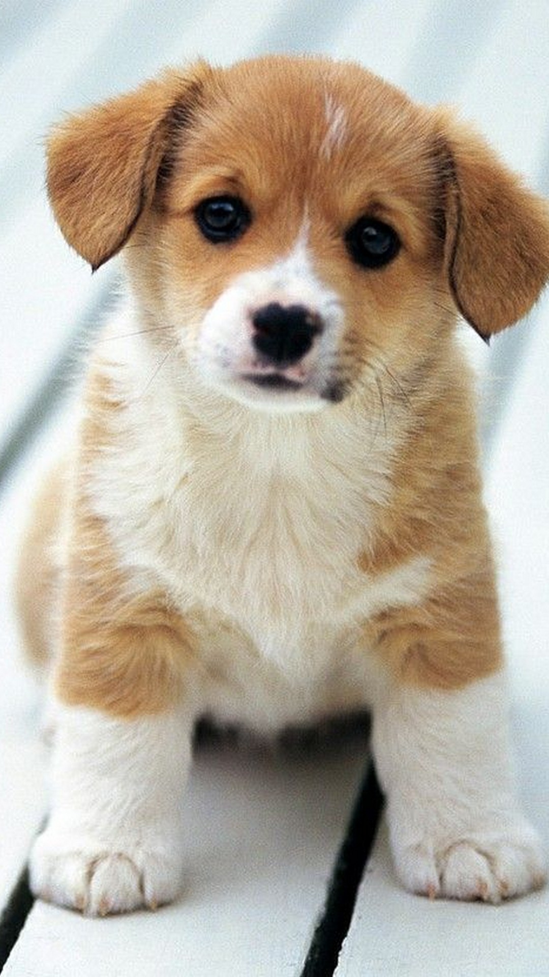 Iphone X Wallpaper Puppy Resolution - Adorable Puppy Cute Dogs , HD Wallpaper & Backgrounds