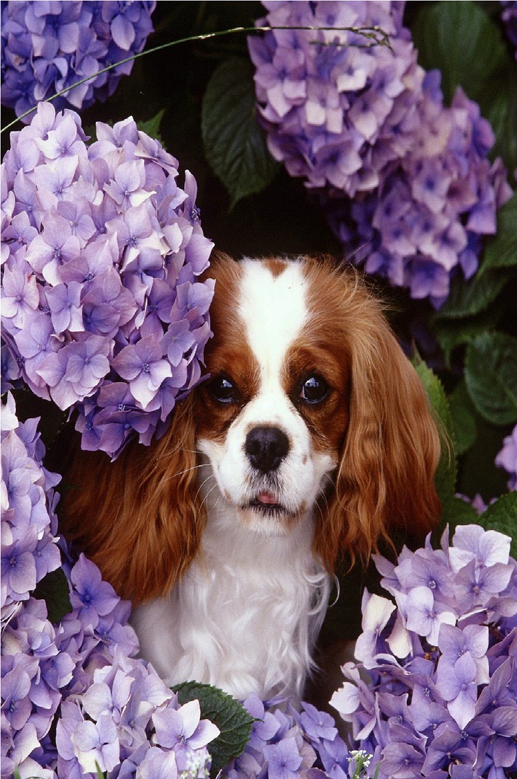 Cavalier King Charles Spaniel Flowers , HD Wallpaper & Backgrounds