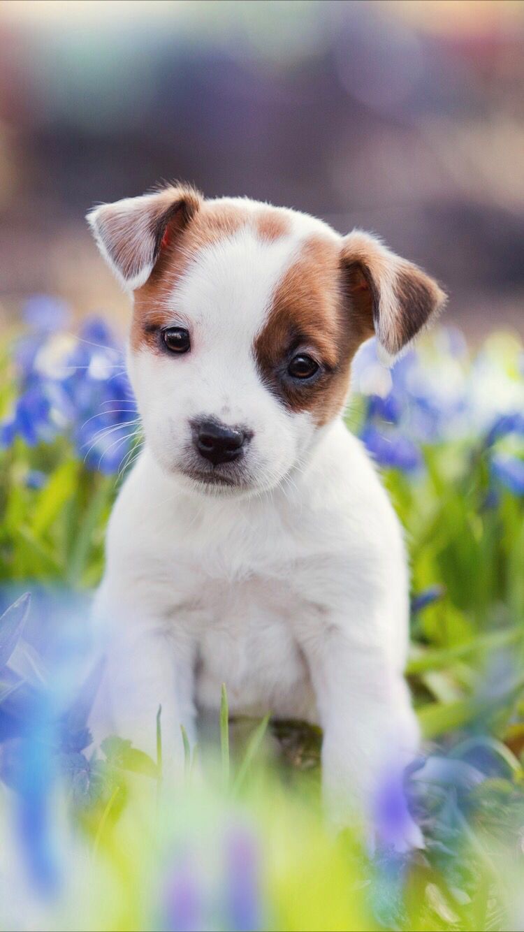 Cute Puppy Wallpaper For Your Iphone Xs Max From Everpix - International Dog Day 2019 , HD Wallpaper & Backgrounds