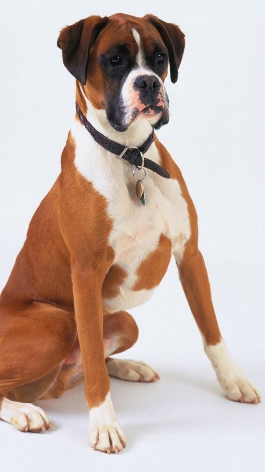 Boxer Wallpaper Iphone Dog , HD Wallpaper & Backgrounds