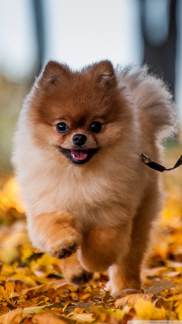 Cute Pomeranian , HD Wallpaper & Backgrounds